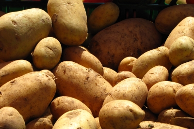 Auf dem Markt - erntefrische Kartoffeln