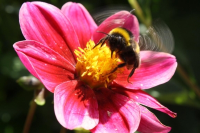 Hummel, die losfliegt