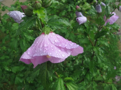 Hibiscusblüte im Regen ...