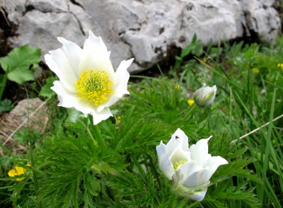 Alpenflora: Anemonen