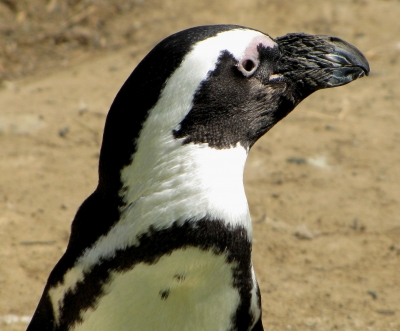 Pinguin-Porträt