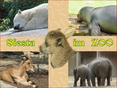 Zoo-Siesta (Foto-Collage)