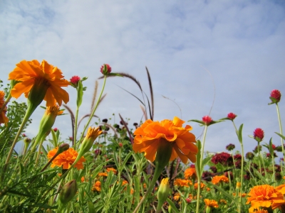 Blumenwiese