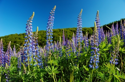 Lupinen im Abendlicht #2