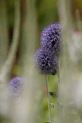 Zwiebelblume