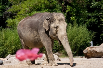 Im Tierpark Hellabrunn