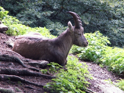 Steinböckchen in Österreich