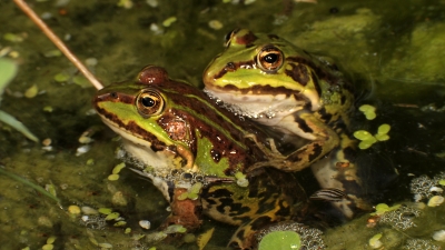 Teichfrosch 2