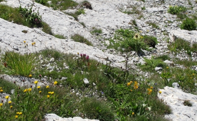 Alpenflora auf dem Säntis