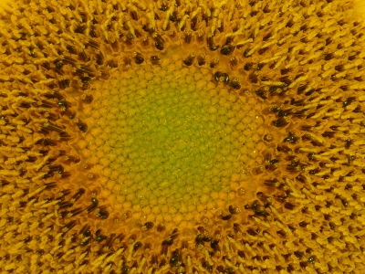 Sonnenblumenmitte