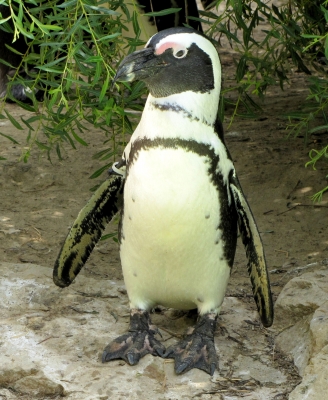 Brillen-Pinguin