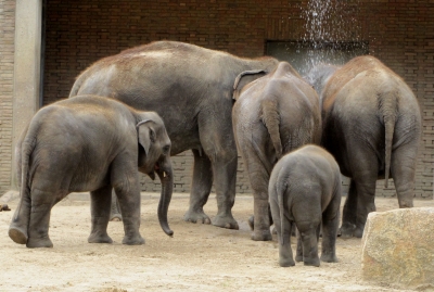 Elefanten-Dusche