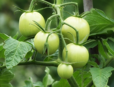 junge Tomaten