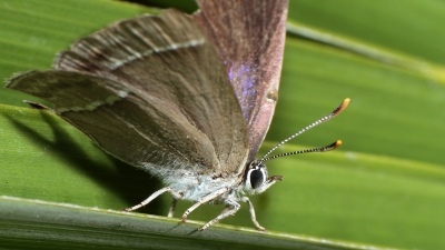 Blauer Eichenzipfelfalter(weiblich)