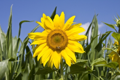 Sonnenblume mit einer Biene im Maisfeld