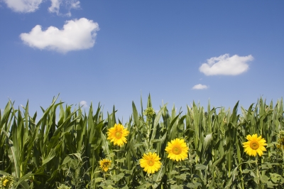 Sonnenblumen vor einem Maisfeld