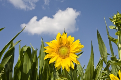 Sonnenblume im Maisfeld
