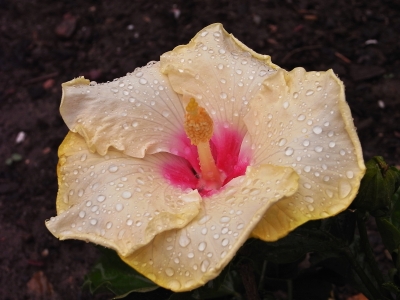 hibiskusblüte im regen