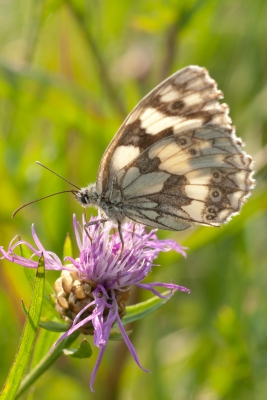 Schachbrettfalter