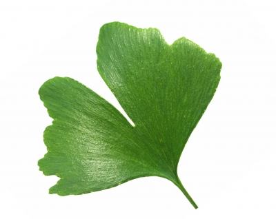 Ginkgo Biloba_1