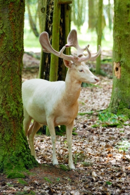 Hirsch im Wald