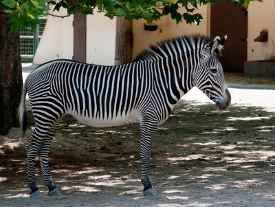 Zebra