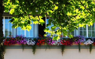 Fensterschmuck mit Blätterdach