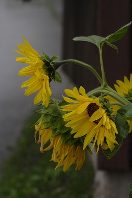 Sonnenblumen