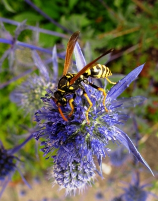 Wespe auf blauer Blüte