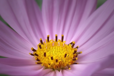 Cosmea in die Mitte geschaut