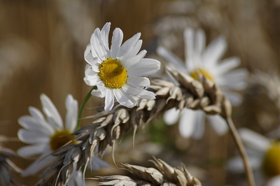 Blumen im Korn