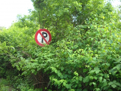 Parken im Gestrüpp verboten