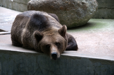 Braunbär