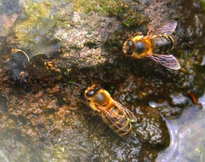 Bienen am Teich