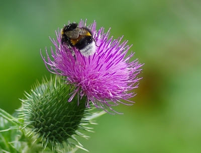 Hummel auf Distel