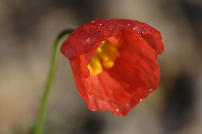 Roter Alpenmohn