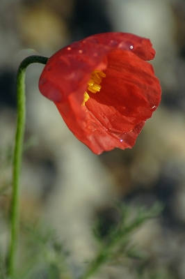 Alpenmohn