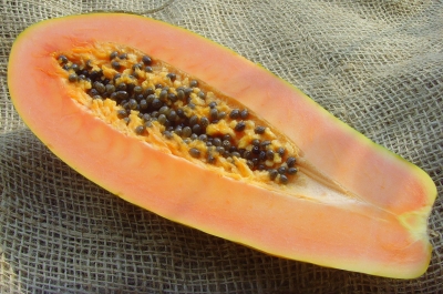 Papaya [Carica papaya]