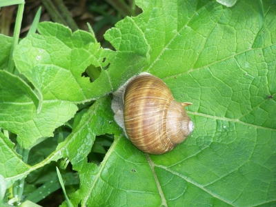 Schnecke mit Haus auf einem Blatt