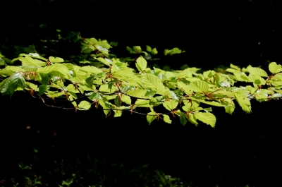 Maigrün vor dunklem Waldboden.jpg