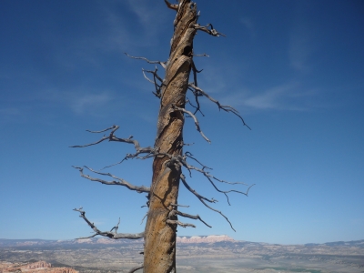 Vertrockneter Baum