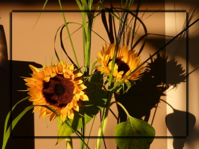 Sonnenblume mit Rahmen