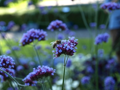 Wespe auf Blume