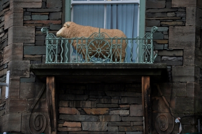 Steht ein Schaf auf'm Balkon