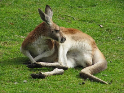 Känguru auf dem Rasen
