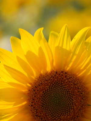 Sonne + Blume = Sonnenblume