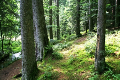 Mischwald mit Breitenbach