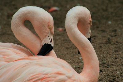 flamingos ganz nah