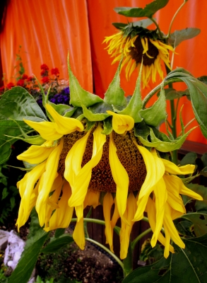 Traurige Sonnenblumen