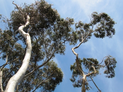 Eukalyptusbäume bis in den Himmel